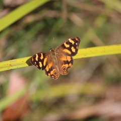 Heteronympha banksii banksii