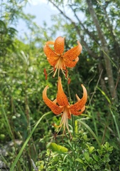 Lilium davidii