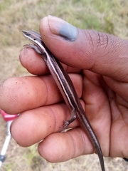 Aspronema dorsivittatum