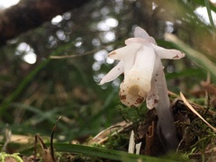 Monotropastrum humile glaberrimum