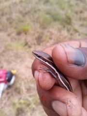 Aspronema dorsivittatum