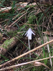 Monotropastrum humile glaberrimum