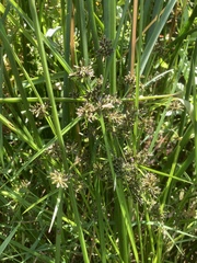 Cyperus fuscus