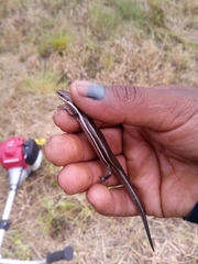 Aspronema dorsivittatum