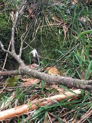 Monotropastrum humile glaberrimum