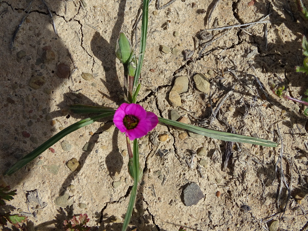 Romulea tetragona, Namakwa, South Africa