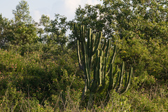 Euphorbia ingens