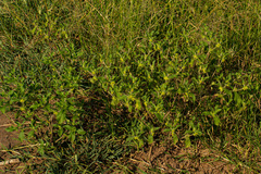 Acanthospermum hispidum