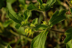 Acanthospermum hispidum