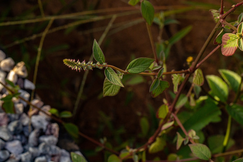 Devil's Horsewhip