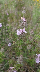 Satureja thymbra