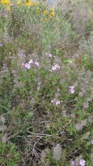 Satureja thymbra