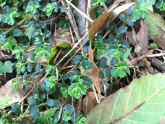 Elatostema obtusum trilobulatum