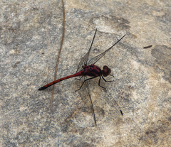 Trithemis lilacina