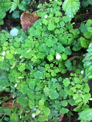 Dichocarpum adiantifolium