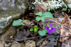Viola triloba