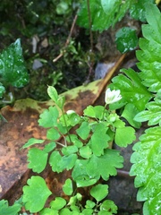 Dichocarpum adiantifolium