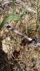 Muraltia macropetala