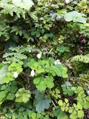 Dichocarpum adiantifolium