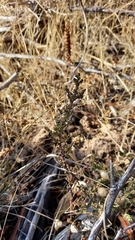 Muraltia macropetala