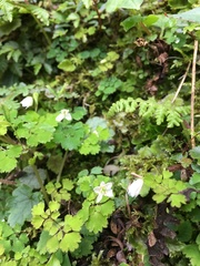 Dichocarpum adiantifolium