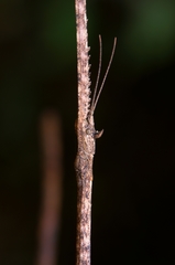Phasmida