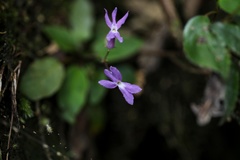 Oreocharis auricula