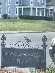 Passer domesticus