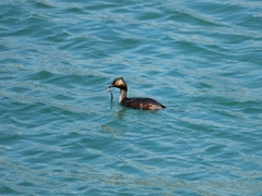 Podiceps nigricollis