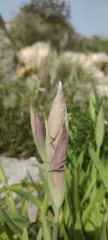 Iris lortetii