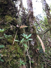 Lysionotus pauciflorus pauciflorus