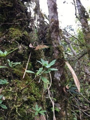 Lysionotus pauciflorus pauciflorus