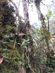 Lysionotus pauciflorus pauciflorus