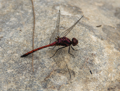 Trithemis lilacina