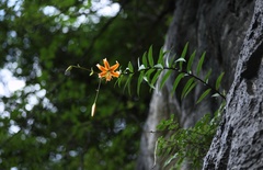 Lilium henryi
