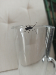 Ropalopus macropus