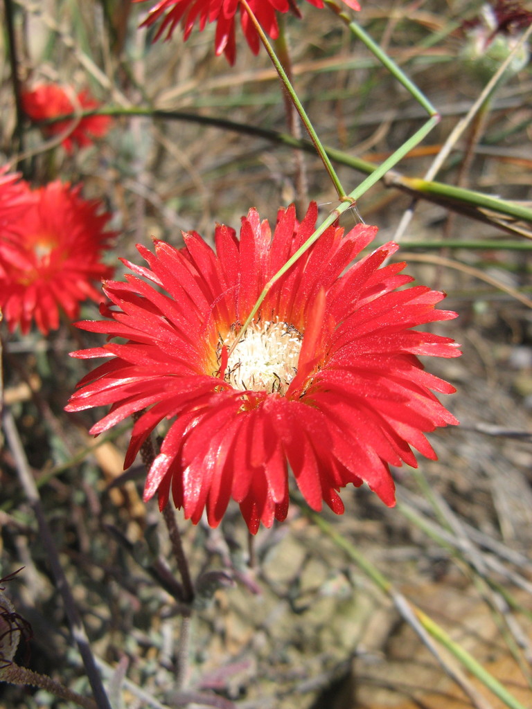 Fire Dewfig