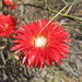Drosanthemum micans - Photo (c) Nick Helme, algunos derechos reservados (CC BY-SA), subido por Nick Helme