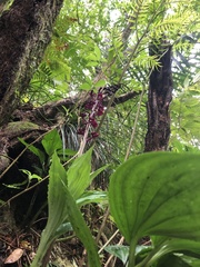 Liparis gigantea