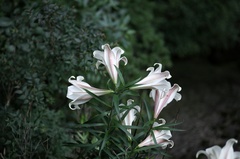 Lilium brownii