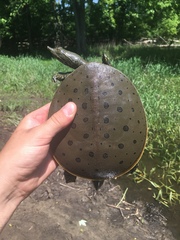 Apalone spinifera spinifera