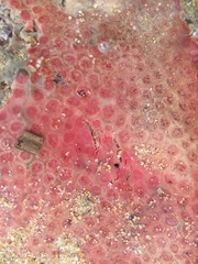 Polycitoridae
