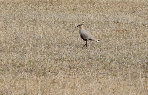 Sociable Lapwing, Altay, RU, photo 8 of 10