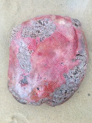 Polycitoridae