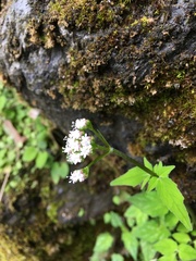 Valeriana flaccidissima