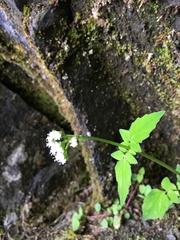 Valeriana flaccidissima