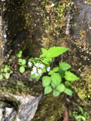 Valeriana flaccidissima