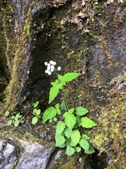 Valeriana flaccidissima