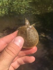 Apalone spinifera spinifera