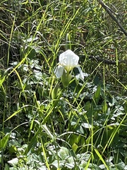 Iris albicans
